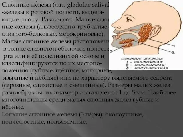 Слю́нные же́лезы (лат. gladulae salivales) -железы в ротовой полости, выделя- ющие слюну. Различают: