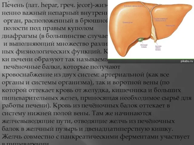 Пе́чень (лат. hepar, греч. jecor)-жиз- ненно важный непарный внутренний орган, расположенный в брюшной
