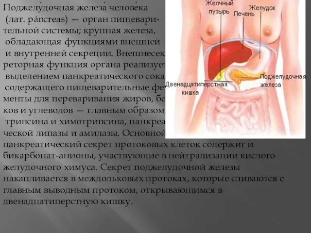 Поджелу́дочная железа́ челове́ка (лат. páncreas) — орган пищевари- тельной системы; крупная железа, обладающая