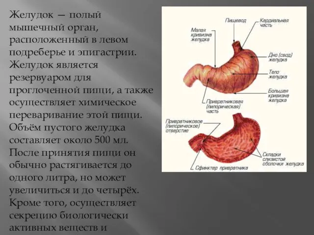 Желудок — полый мышечный орган, расположенный в левом подреберье и эпигастрии. Желудок является