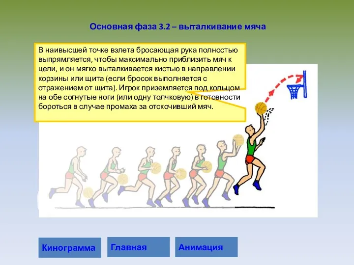 В наивысшей точке взлета бросающая рука полностью выпрямляется, чтобы максимально приблизить мяч к