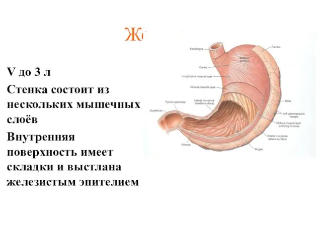 Желудок: V до 3 л Стенка состоит из нескольких мышечных