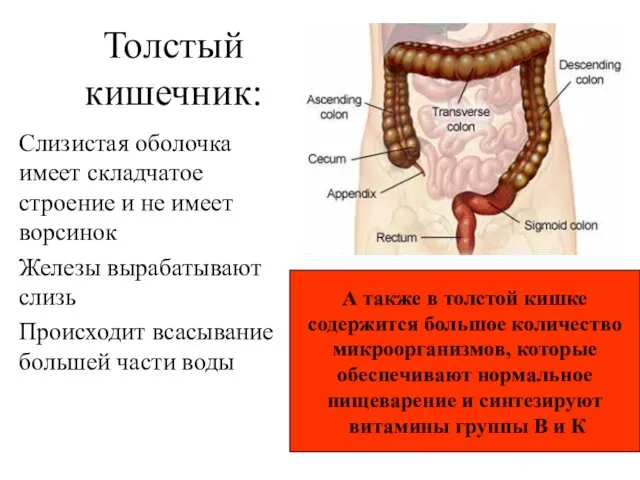Толстый кишечник: Слизистая оболочка имеет складчатое строение и не имеет
