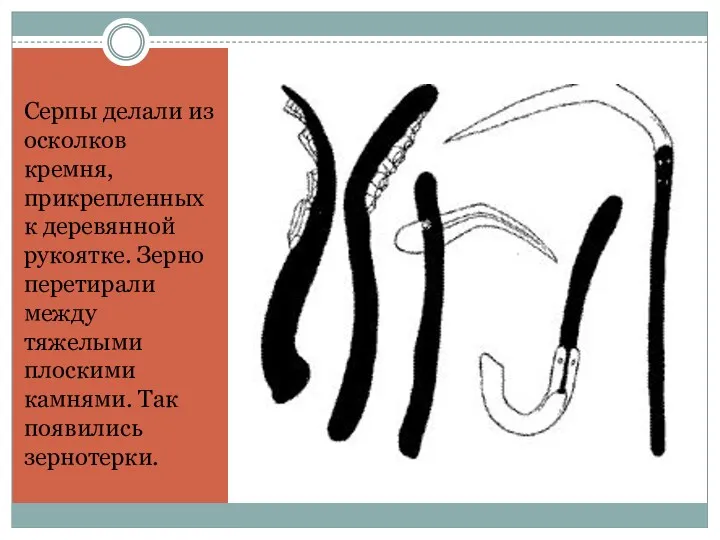 Серпы делали из осколков кремня, прикрепленных к деревянной рукоятке. Зерно