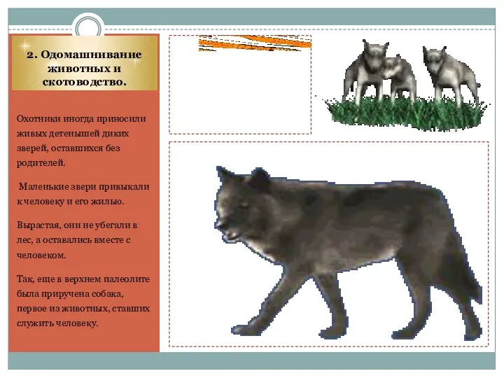 2. Одомашнивание животных и скотоводство. Охотники иногда приносили живых детенышей