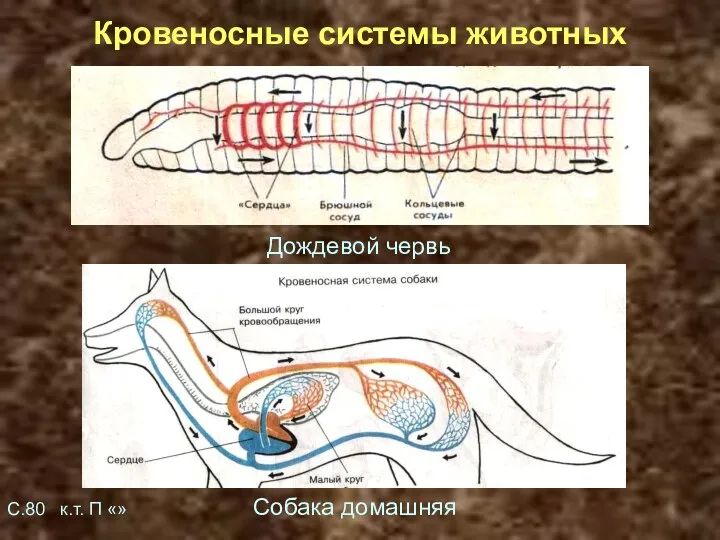 Кровеносные системы животных Дождевой червь С.80 к.т. П «» Собака домашняя