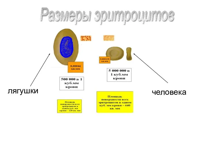 Размеры эритроцитов лягушки человека