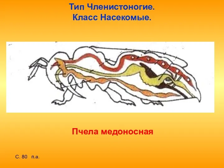 Тип Членистоногие. Класс Насекомые. Пчела медоносная С. 80 п.а.