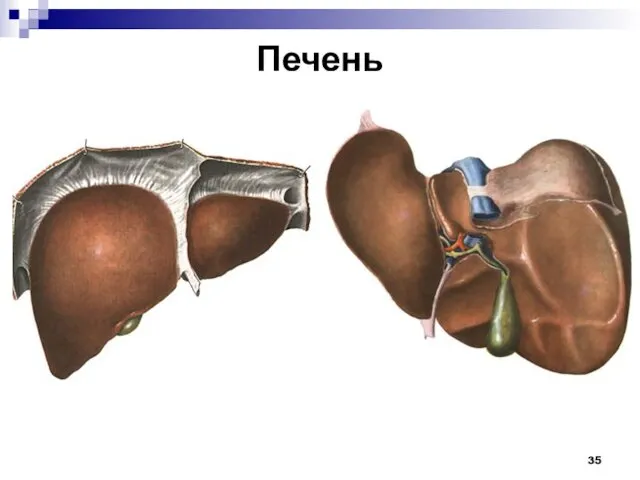 Печень