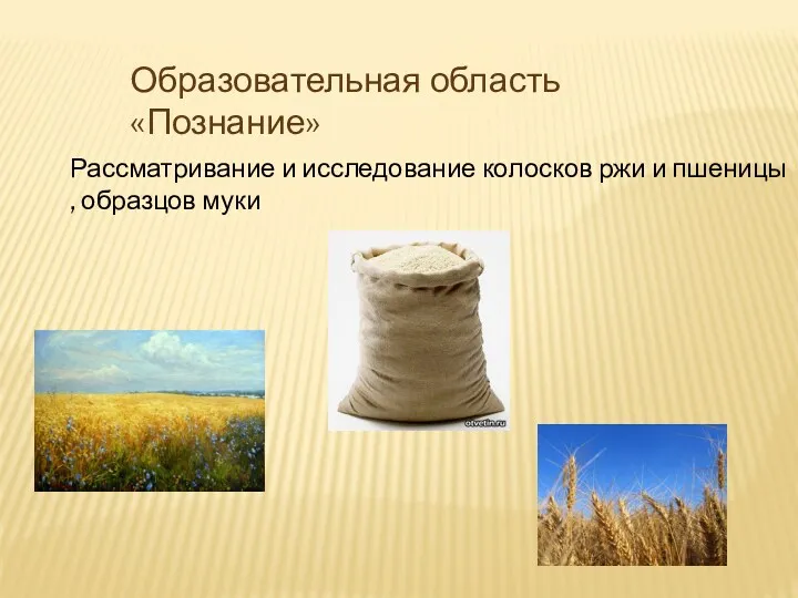 Образовательная область «Познание» Рассматривание и исследование колосков ржи и пшеницы , образцов муки
