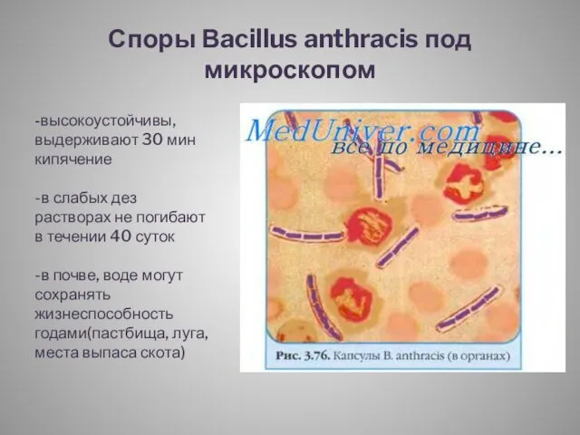 Споры Вacillus anthracis под микроскопом -высокоустойчивы, выдерживают 30 мин кипячение