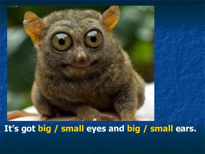 It’s got big / small eyes and big / small ears.