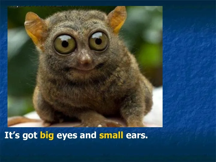 It’s got big eyes and small ears.