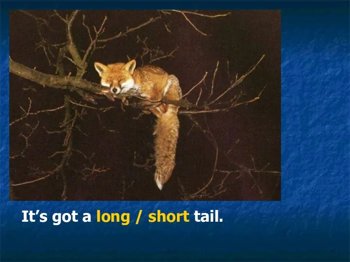 It’s got a long / short tail.