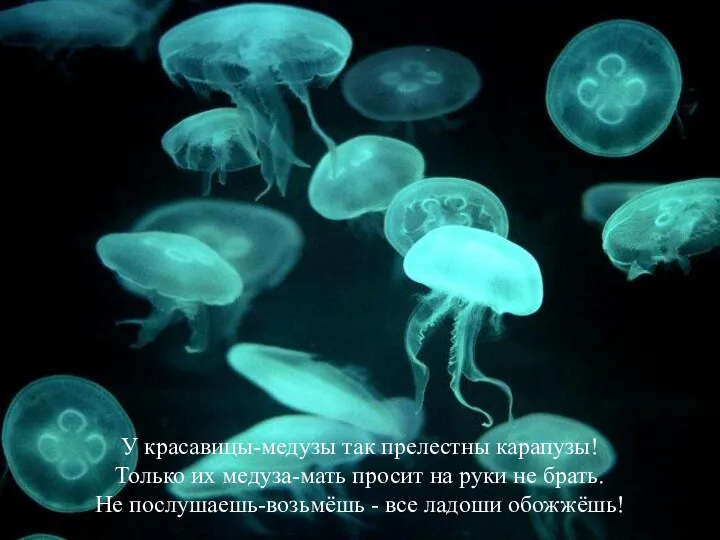 У красавицы-медузы так прелестны карапузы! Только их медуза-мать просит на