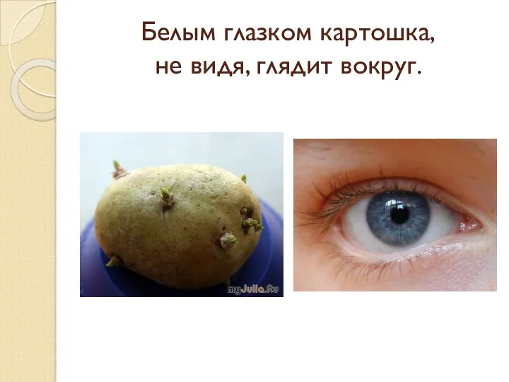 Белым глазком картошка, не видя, глядит вокруг.