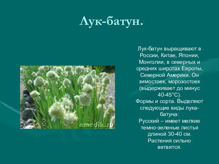 Лук-батун. Лук-батун выращивают в России, Китае, Японии, Монголии, в северных