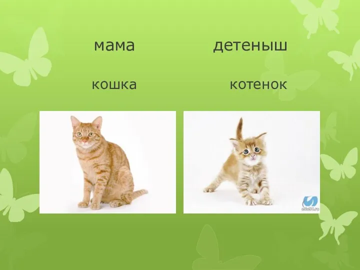 мама детеныш кошка котенок