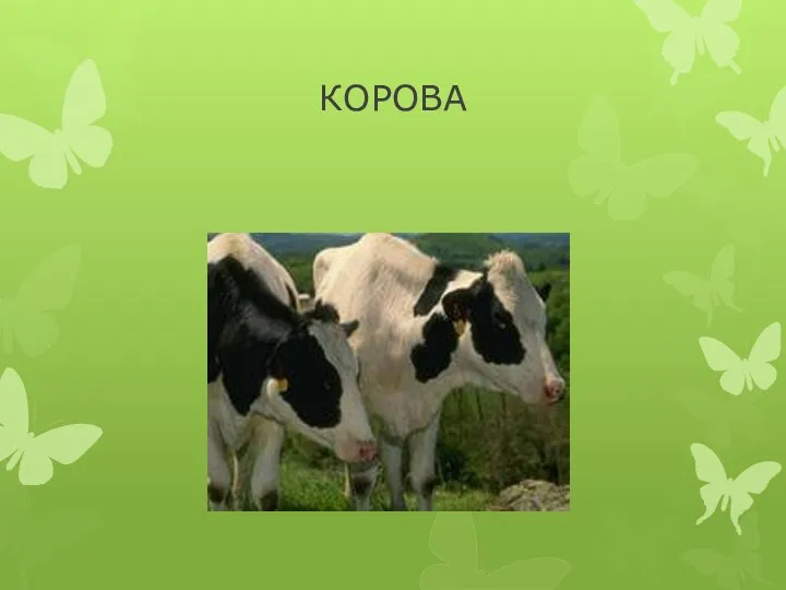 КОРОВА