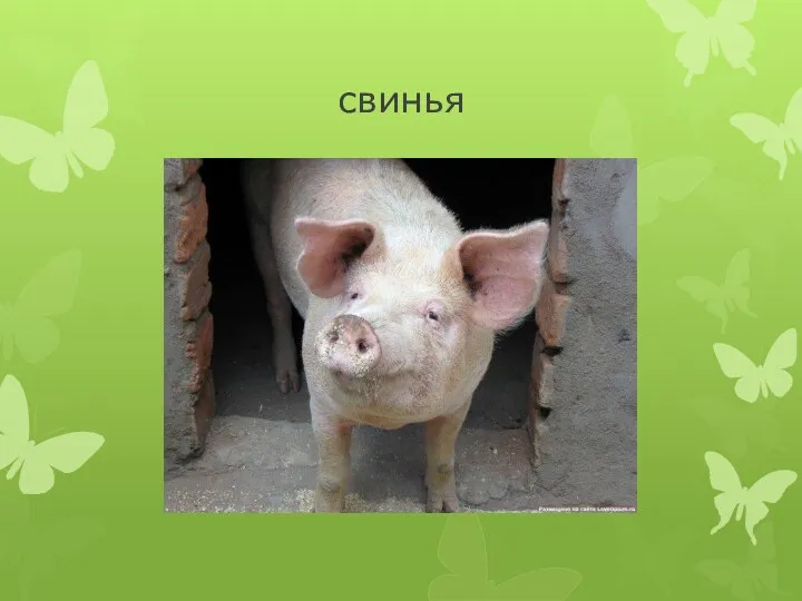 свинья