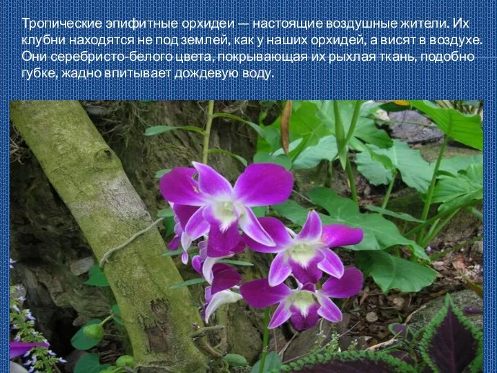 Тропические эпифитные орхидеи — настоящие воздушные жители. Их клубни находятся не под землей,