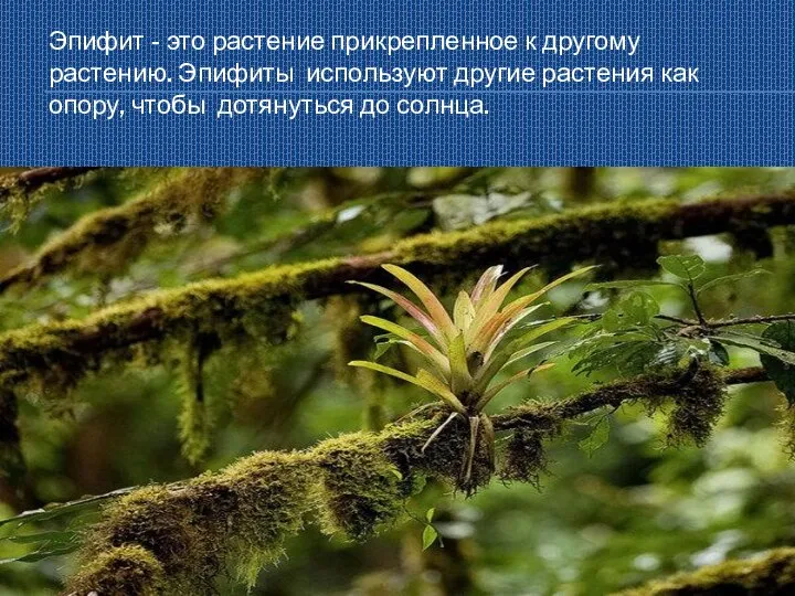Эпифит - это растение прикрепленное к другому растению. Эпифиты используют