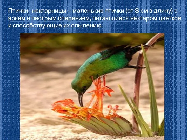 Птички- нектарницы – маленькие птички (от 8 см в длину) с ярким и