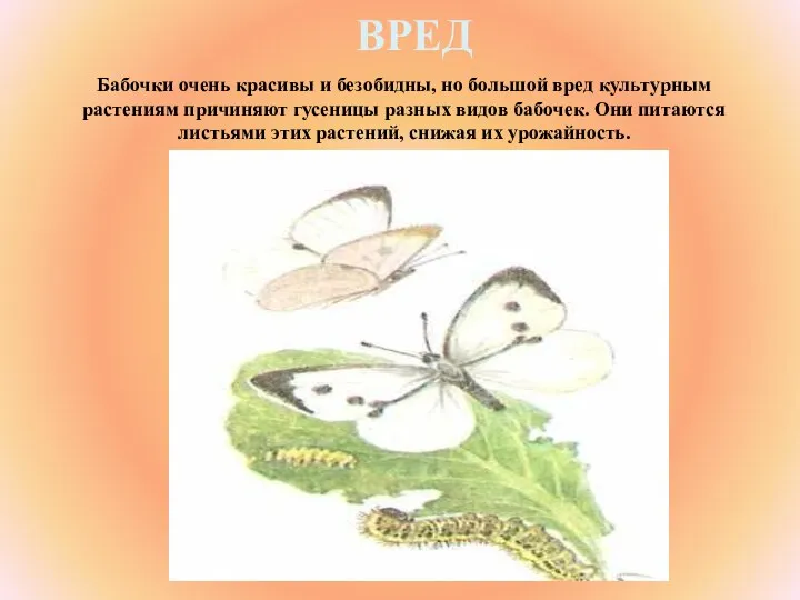 ВРЕД Бабочки очень красивы и безобидны, но большой вред культурным