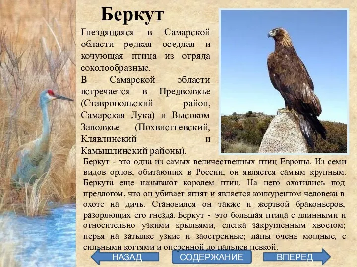 Беркут Гнездящаяся в Самарской области редкая оседлая и кочующая птица