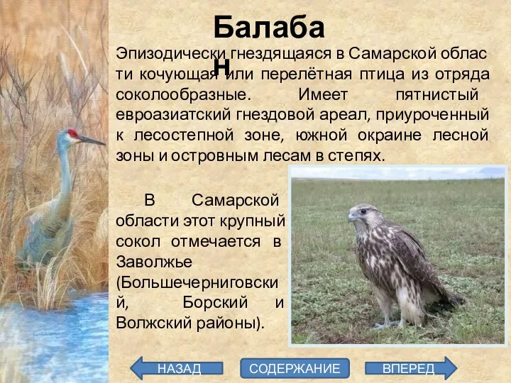 Балабан Эпизодически гнездящаяся в Самарской облас­ти кочующая или перелётная птица