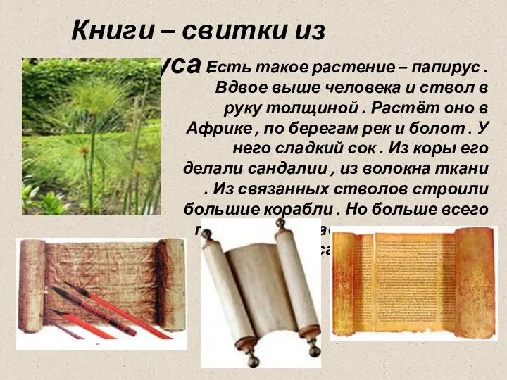 Книги – свитки из папируса . Есть такое растение –