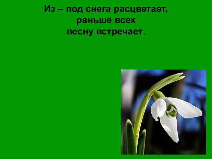 Из – под снега расцветает, раньше всех весну встречает.