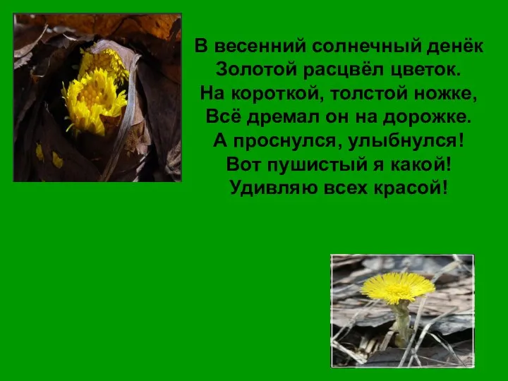 В весенний солнечный денёк Золотой расцвёл цветок. На короткой, толстой ножке, Всё дремал