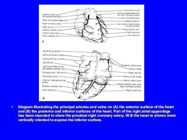 Diagram illustrating the principal arteries and veins on (A) the