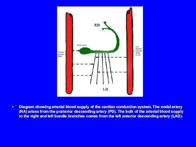 Diagram showing arterial blood supply of the cardiac conduction system.