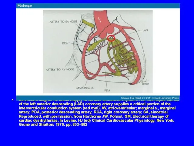 Schematic diagram of blood supply to cardiac conduction system. The