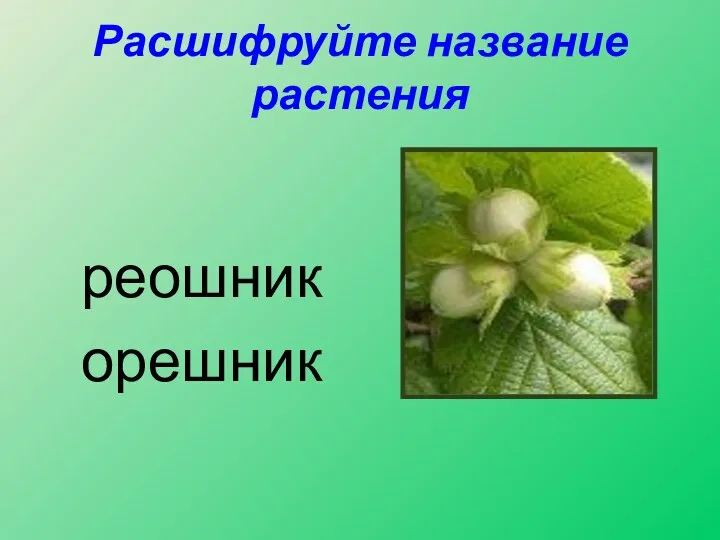 Расшифруйте название растения реошник орешник