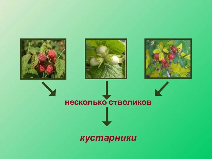 несколько стволиков кустарники