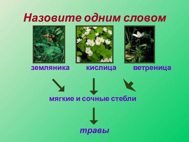 Назовите одним словом земляника кислица ветреница мягкие и сочные стебли травы