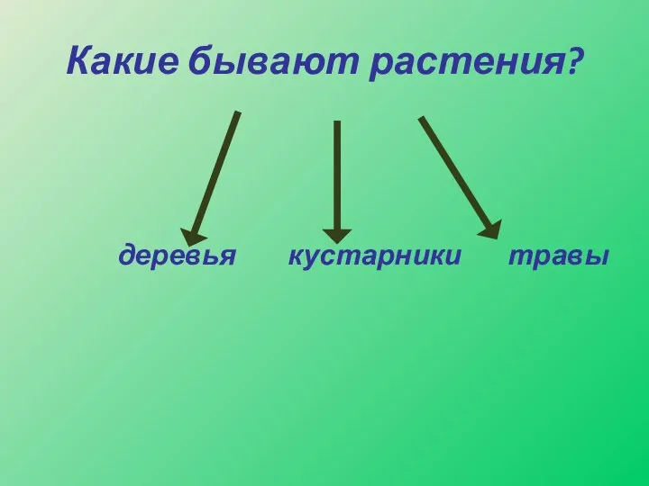 Какие бывают растения? деревья кустарники травы