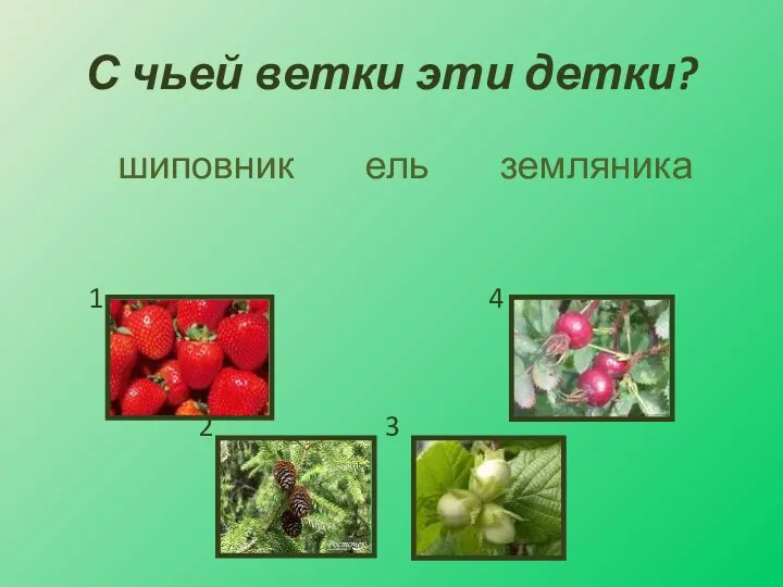 С чьей ветки эти детки? шиповник ель земляника 1 4 2 3