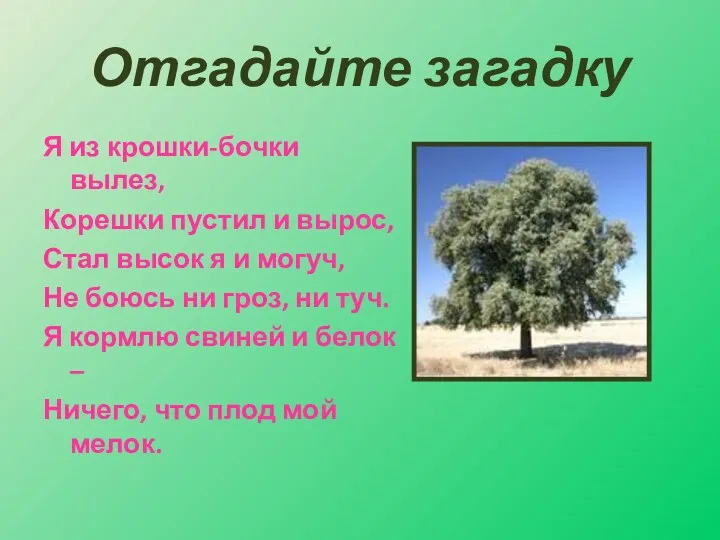 Отгадайте загадку Я из крошки-бочки вылез, Корешки пустил и вырос, Стал высок я