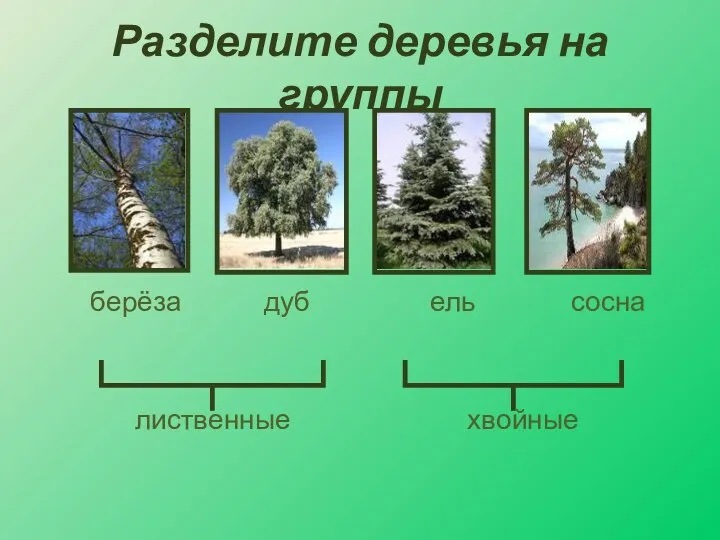 Разделите деревья на группы берёза дуб ель сосна лиственные хвойные