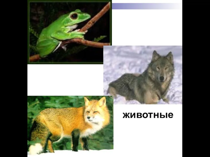 животные