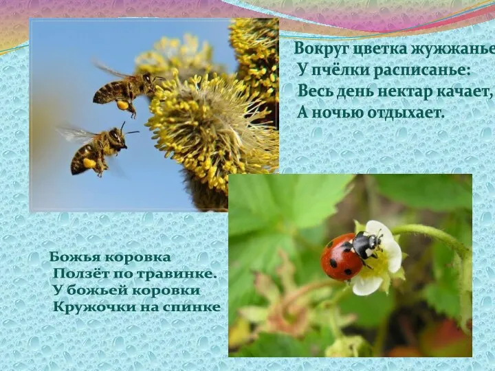 Вокруг цветка жужжанье – У пчёлки расписанье: Весь день нектар качает, А ночью