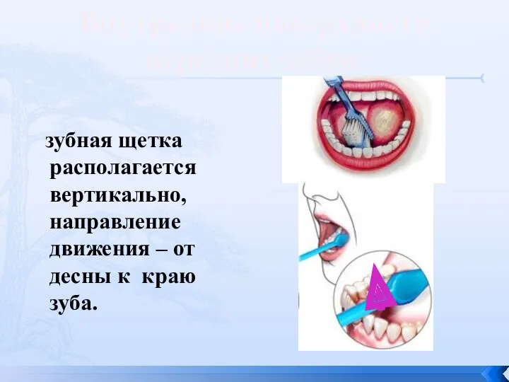зубная щетка располагается вертикально, направление движения – от десны к краю зуба. Внутренние поверхности передних зубов: