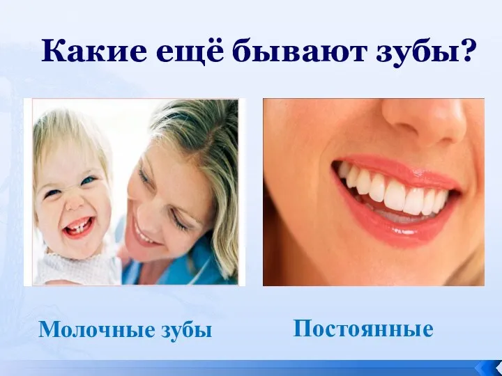 Какие ещё бывают зубы? Постоянные Молочные зубы