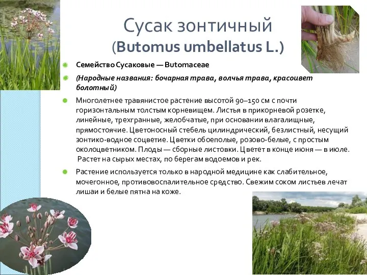 Сусак зонтичный (Butomus umbellatus L.) Семейство Сусаковые — Butomaceae (Народные