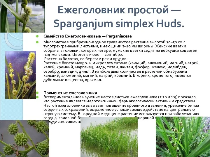 Ежеголовник простой — Sparganjum simplex Huds. Семейство Ежеголовниковые — Parganiaceae