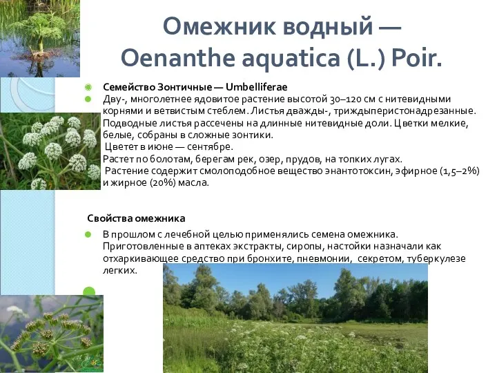 Омежник водный — Oenanthe aquatica (L.) Poir. Семейство Зонтичные —